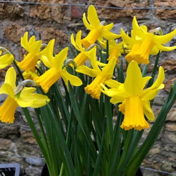 February Gold Daffodils Flowering in Spring