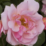 Felicia Shrub Rose Flowers