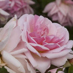 Felicia Shrub Rose Flowers