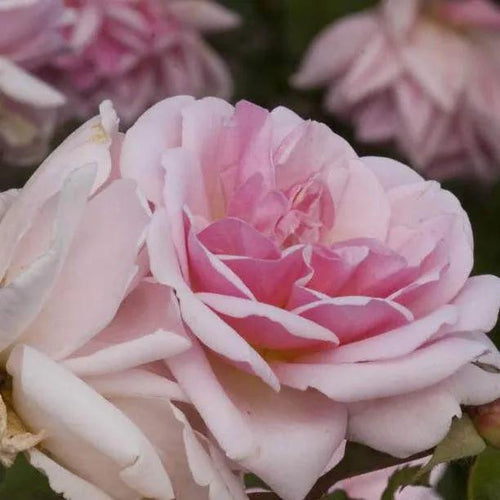 Felicia Shrub Rose Flowers