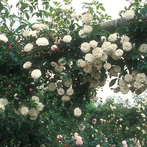 Felicite Perpetue Rambling Rose Flowers