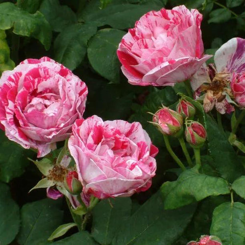 Ferdinand Pichard Rose Flowers