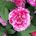 Ferdinand Pichard Rose Flowers