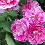 Ferdinand Pichard Rose Flowers