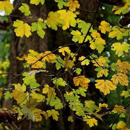 Field Maple Autumn Leaves
