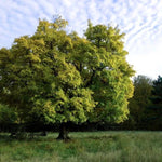 Mature Field Maple tree
