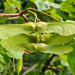 Field Maple Seeds