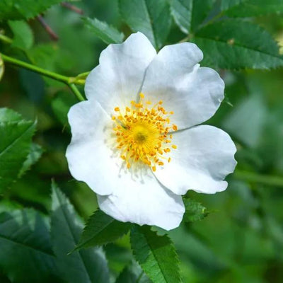 Field Rose (Rosa arvensis) simple white flowers in native hedgerow