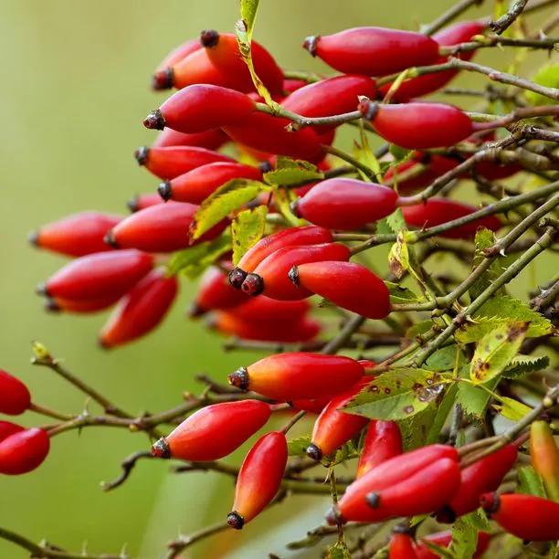 Field Rose Hips