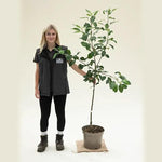 Fiesta apple tree, bush size in 10 Litre Pot