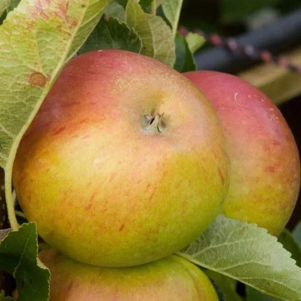 Fiesta Apples on the tree