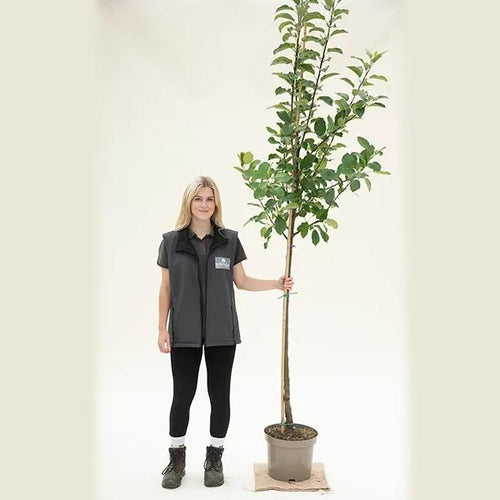 Fiesta apple tree, half standard size in 10 Litre Pot