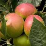 Fiesta Apples on the Tree