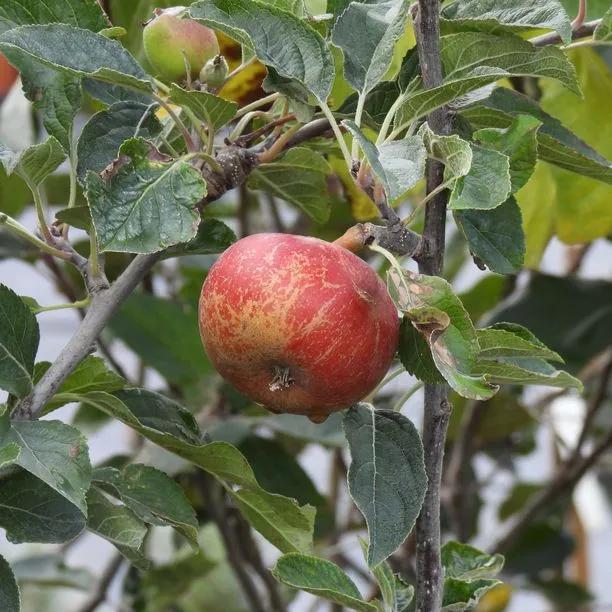 Fiesta Apples on the Tree