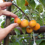 A close-up of ripe, orange-yellow crabapples ( Malus Butterball) hanging from a tree branch with green leaves, with a person's hand pointing toward them.