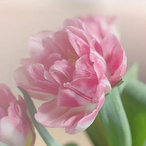 Finola Tulip Flowers