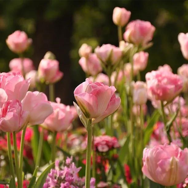 Finola Tulip Flowers
