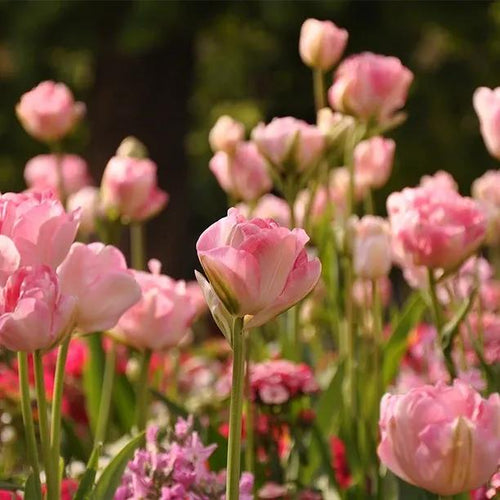 Finola Tulip Flowers