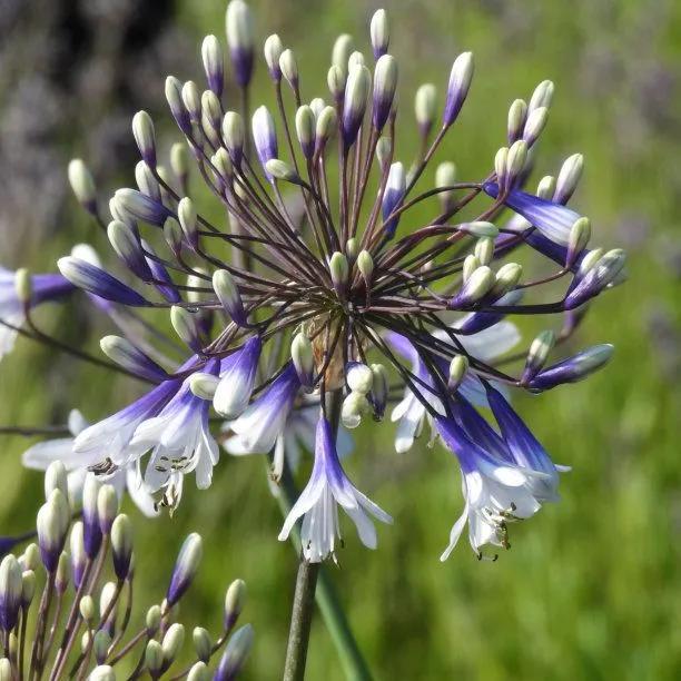 Fireworks Agapanthus Flowers