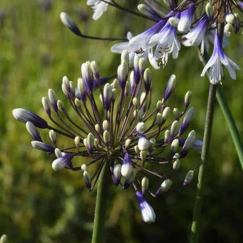 Fireworks Agapanthus Flowers