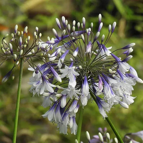 Fireworks Agapanthus Flowers