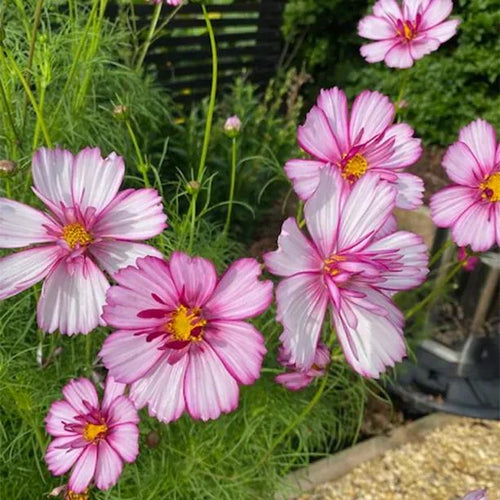 Fizzy Rose Picotee Cosmos Flowers
