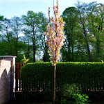 Young Flagpole Cherry Tree in Flower, Has not yet developed a full canopy