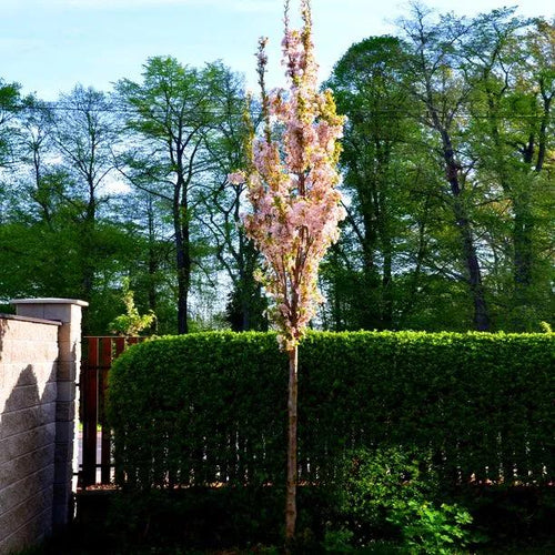 Young Flagpole Cherry Tree in Flower, Has not yet developed a full canopy
