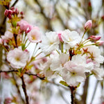 Flagpole Cherry Tree Flowers