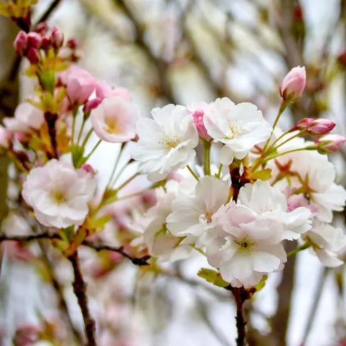 Flagpole Cherry Tree Flowers