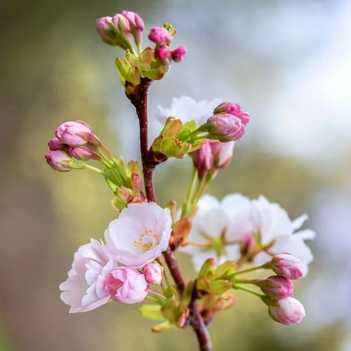 Flagpole Cherry Tree Flowers