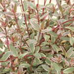 Flambeau Chilean Guava Leaves