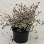 Flambeau Chilean Guava Plants