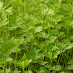 Close up of flat leaf parsley leaves