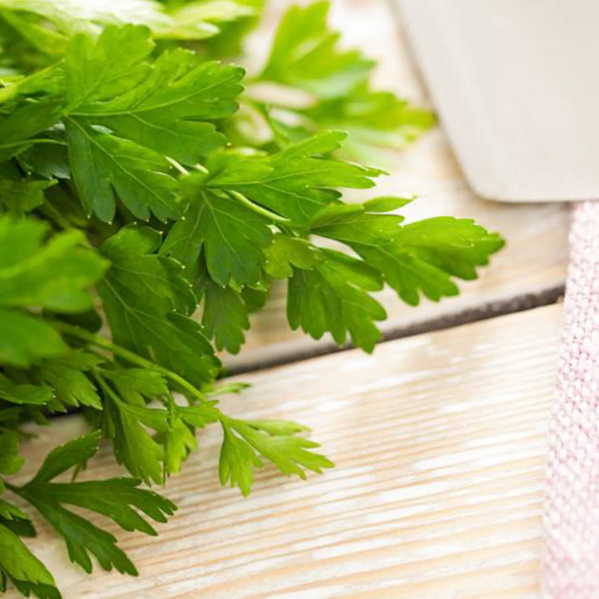 Fresh green parsley leaves on a wooden surface