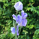 Flora Norton Sweet Pea Flowers