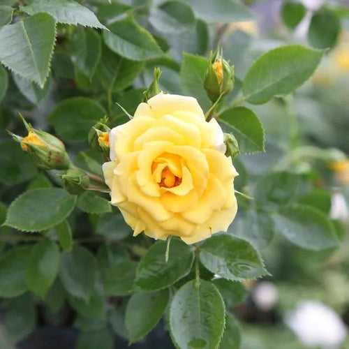 Flower Power Patio Rose Flowers