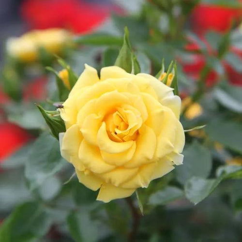 Flower Power Patio Rose Flowers