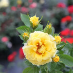 Flower Power Patio Rose Flowers