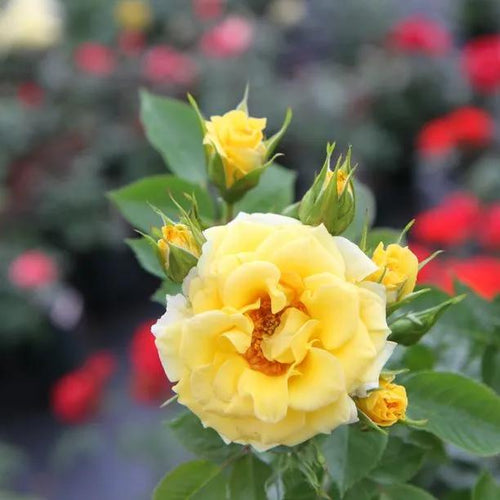 Flower Power Patio Rose Flowers