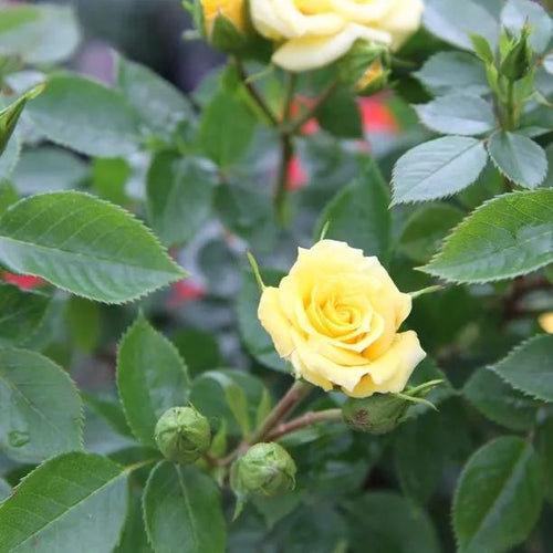 Flower Power Patio Rose Flowers