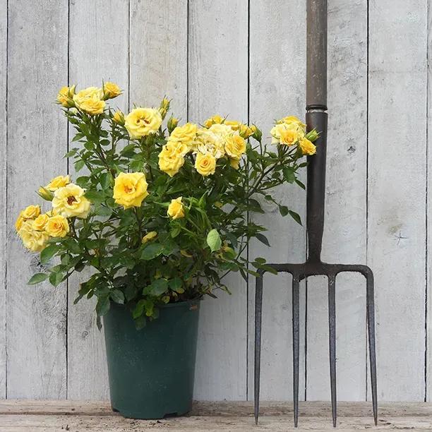 Potted Flower Power Patio Rose in flower