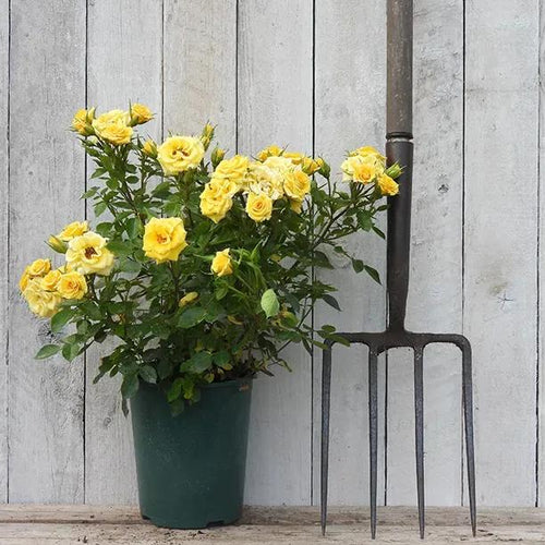 Potted Flower Power Patio Rose in flower