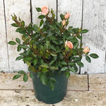 Flower Power Potted Patio Rose in flower