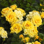 Flower Power Rose Flowers in Full Bloom