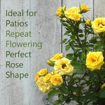 Flower Power Rose Flowers Ideal for Patios