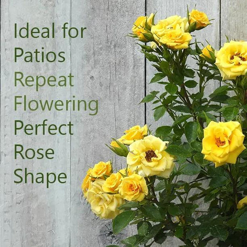 Flower Power Rose Flowers Ideal for Patios