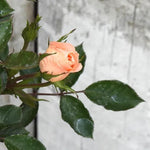 Flower Power Rose Flowers