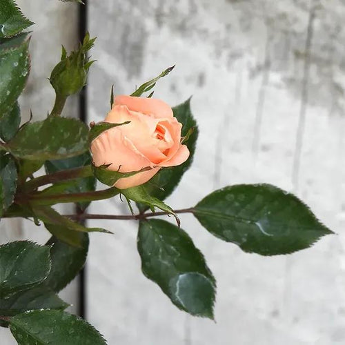 Flower Power Rose Flowers