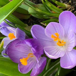 Flower Record Crocus Flowers
